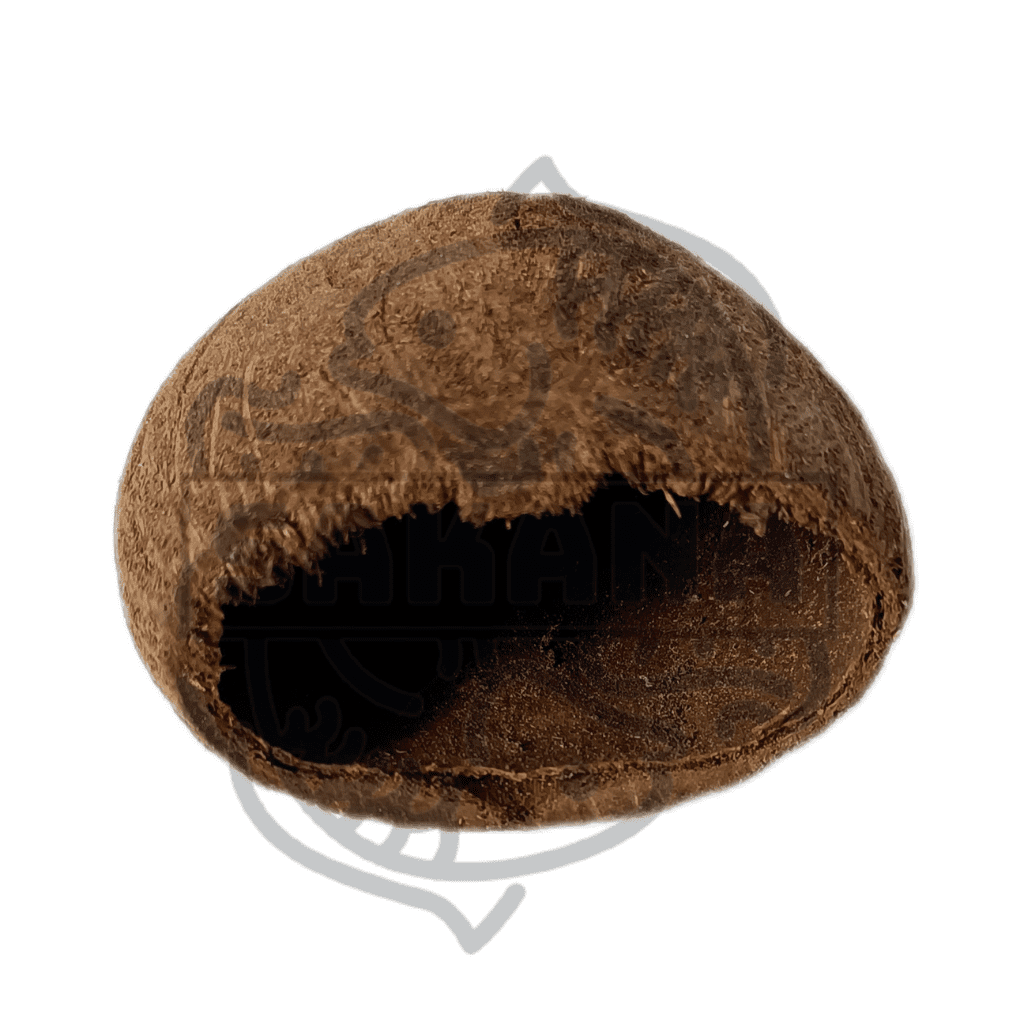 Toddy Palm (Mangrove pod) - DiscusArt