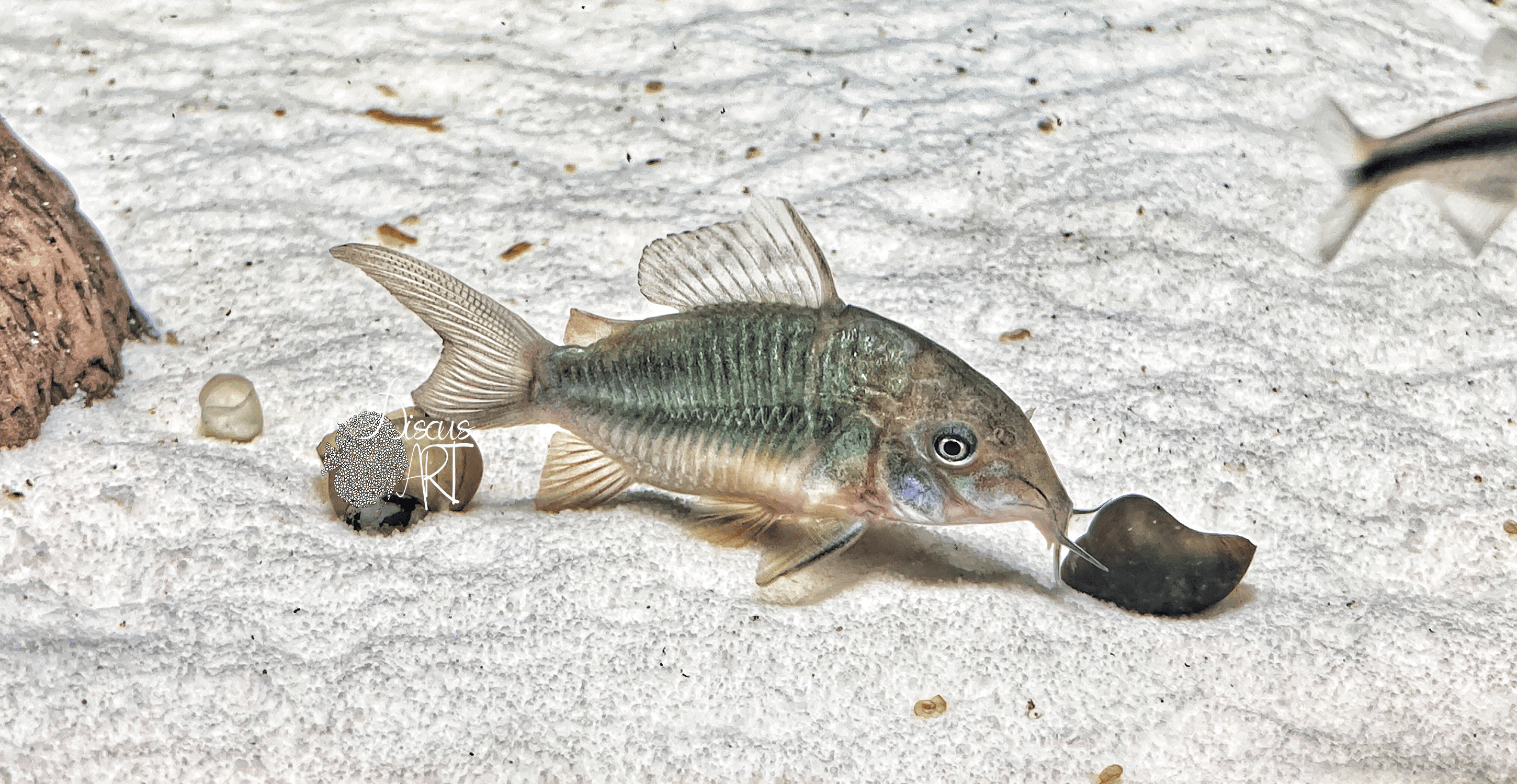 Corydora (Brochis) Splendens WF - DiscusArt