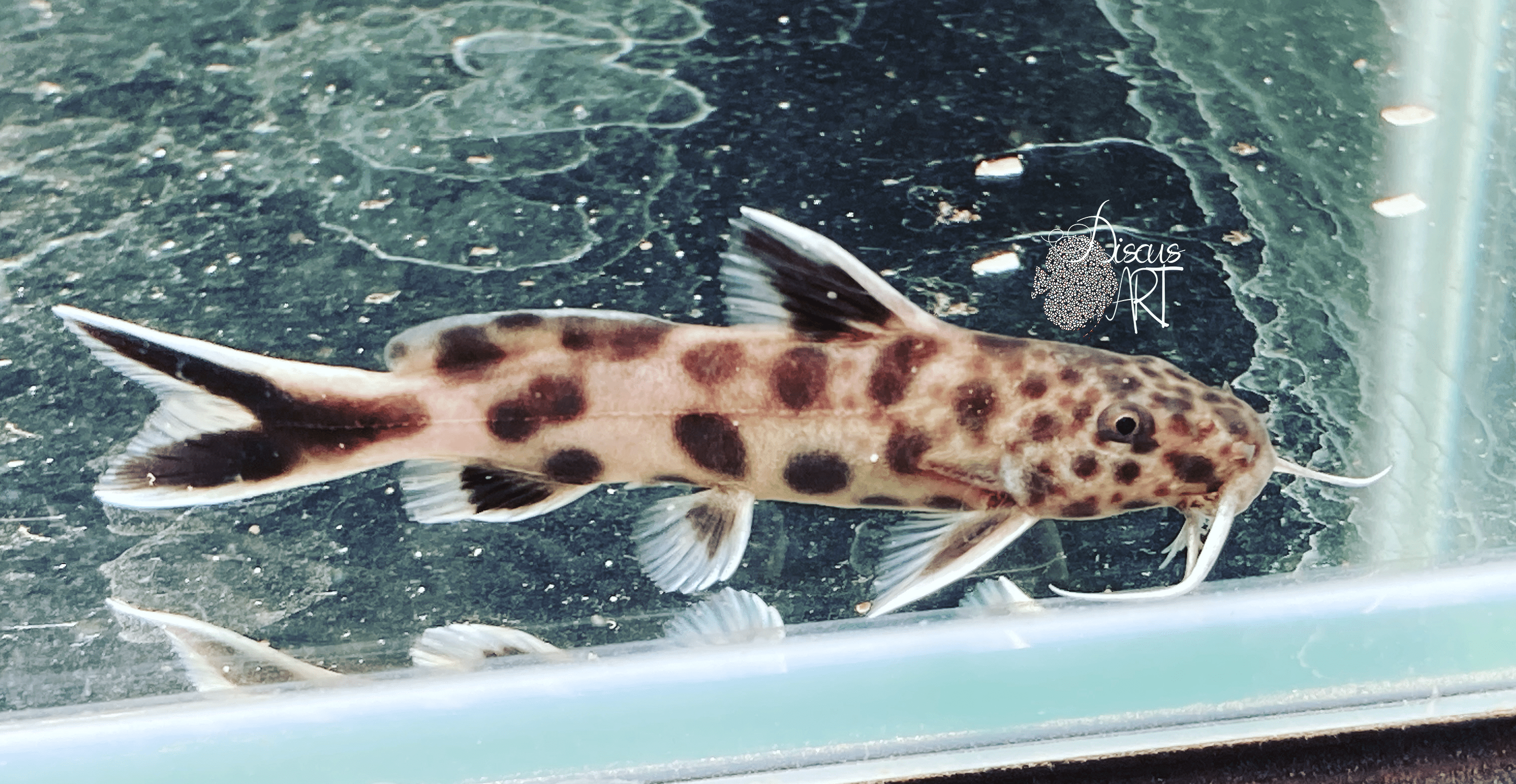 petricola Synodontis Petricola WF - DiscusArt