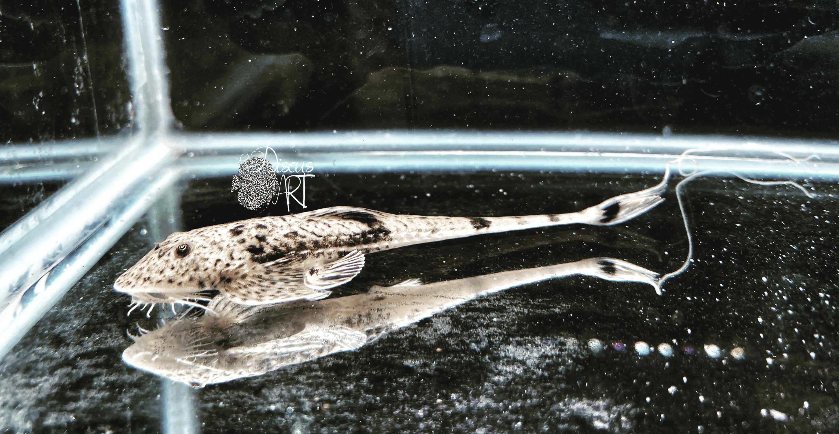 Pseudohemiodon Laticeps - DiscusArt