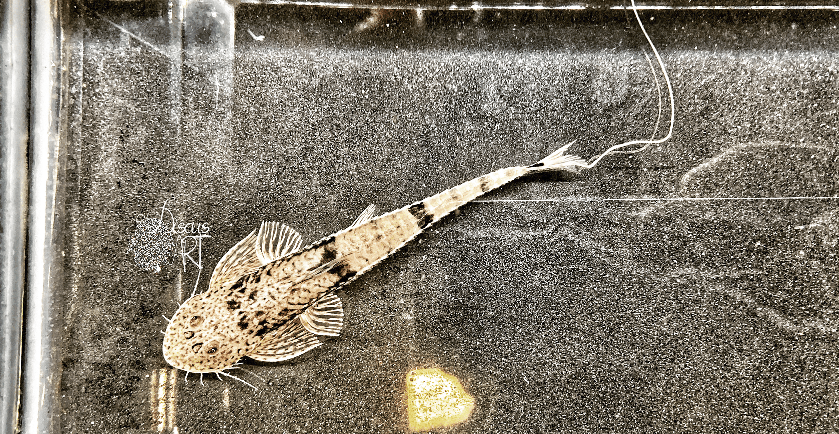 laticeps1 Pseudohemiodon Laticeps - DiscusArt