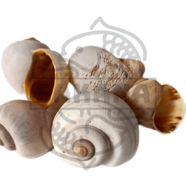pila-globosa-sakana Caracol Pila Globosa - DiscusArt