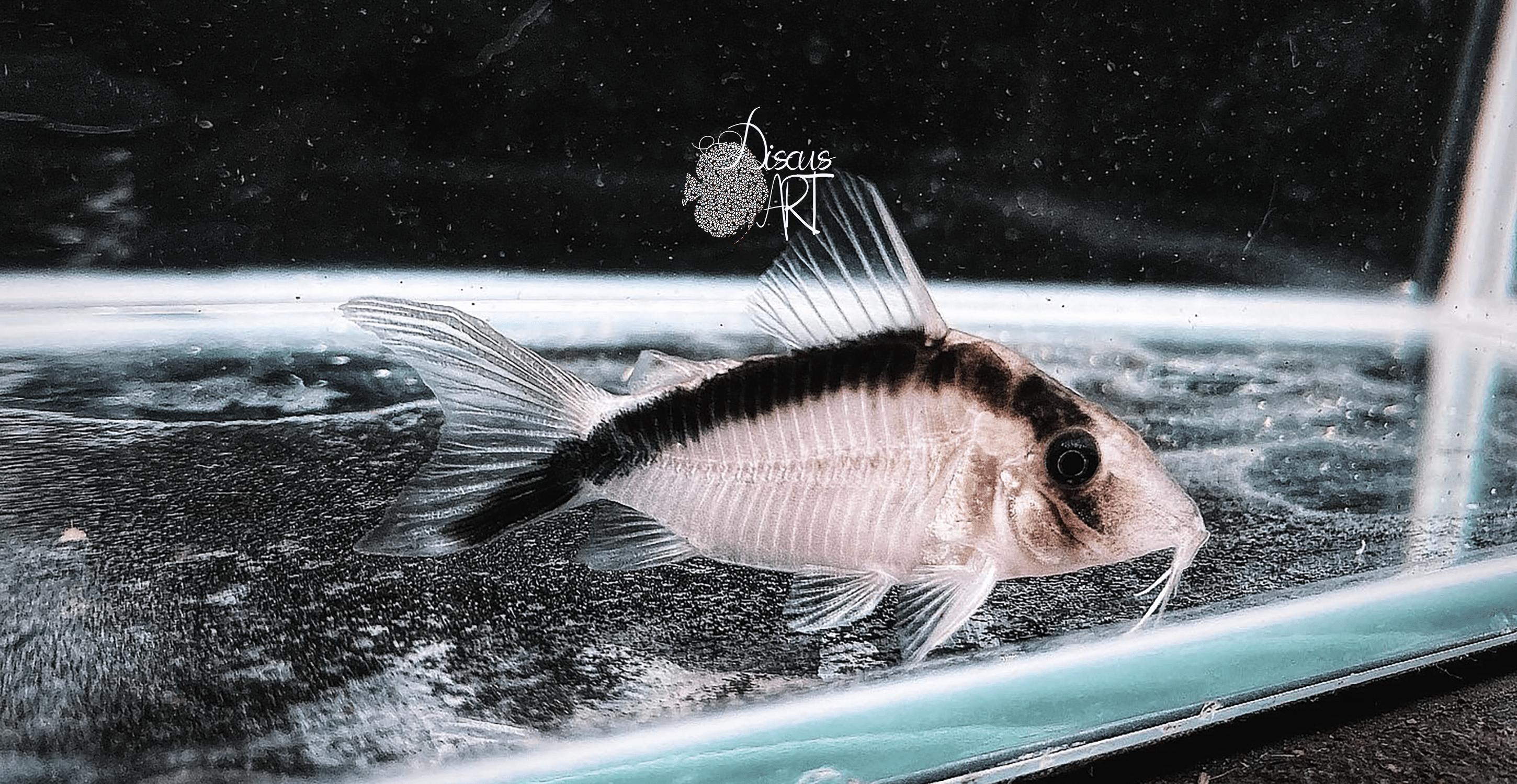 Corydora Bethanae CW006 WF - DiscusArt