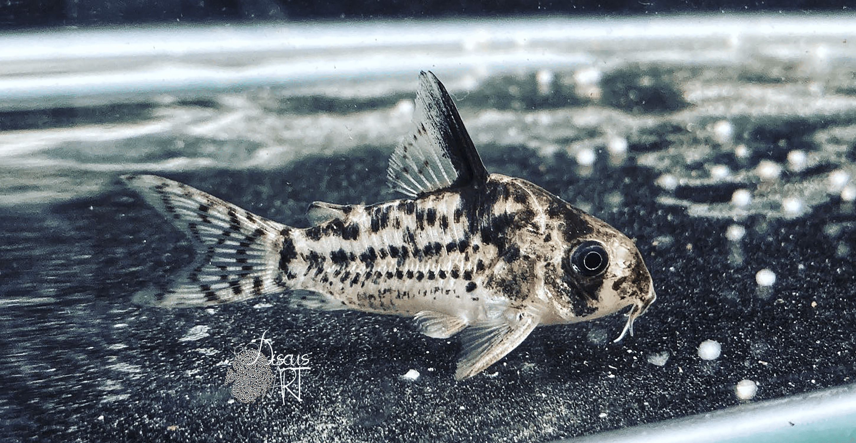 Corydora Ariarie WF - DiscusArt