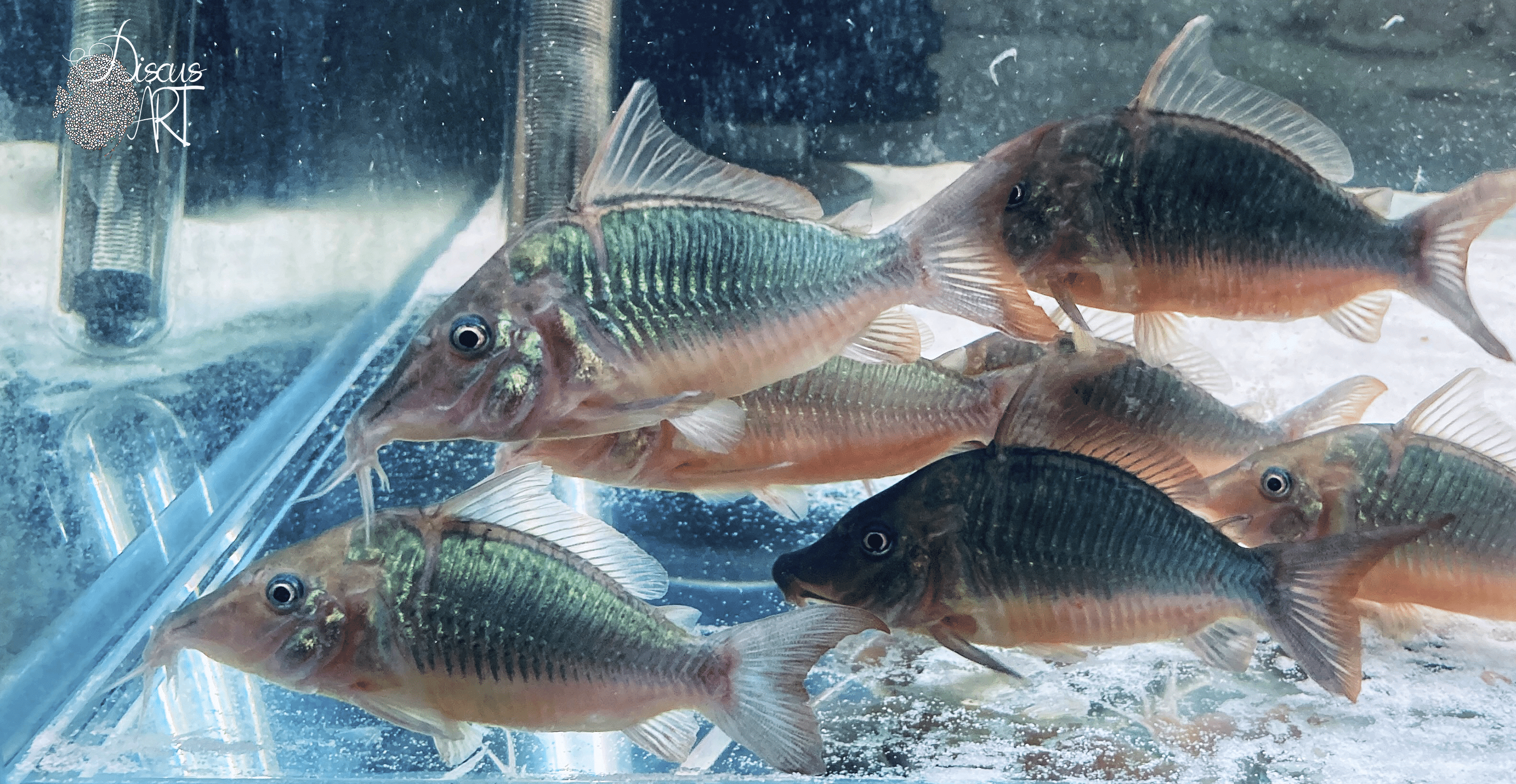 Corydora (Brochis) Multiradiatus XXL - DiscusArt