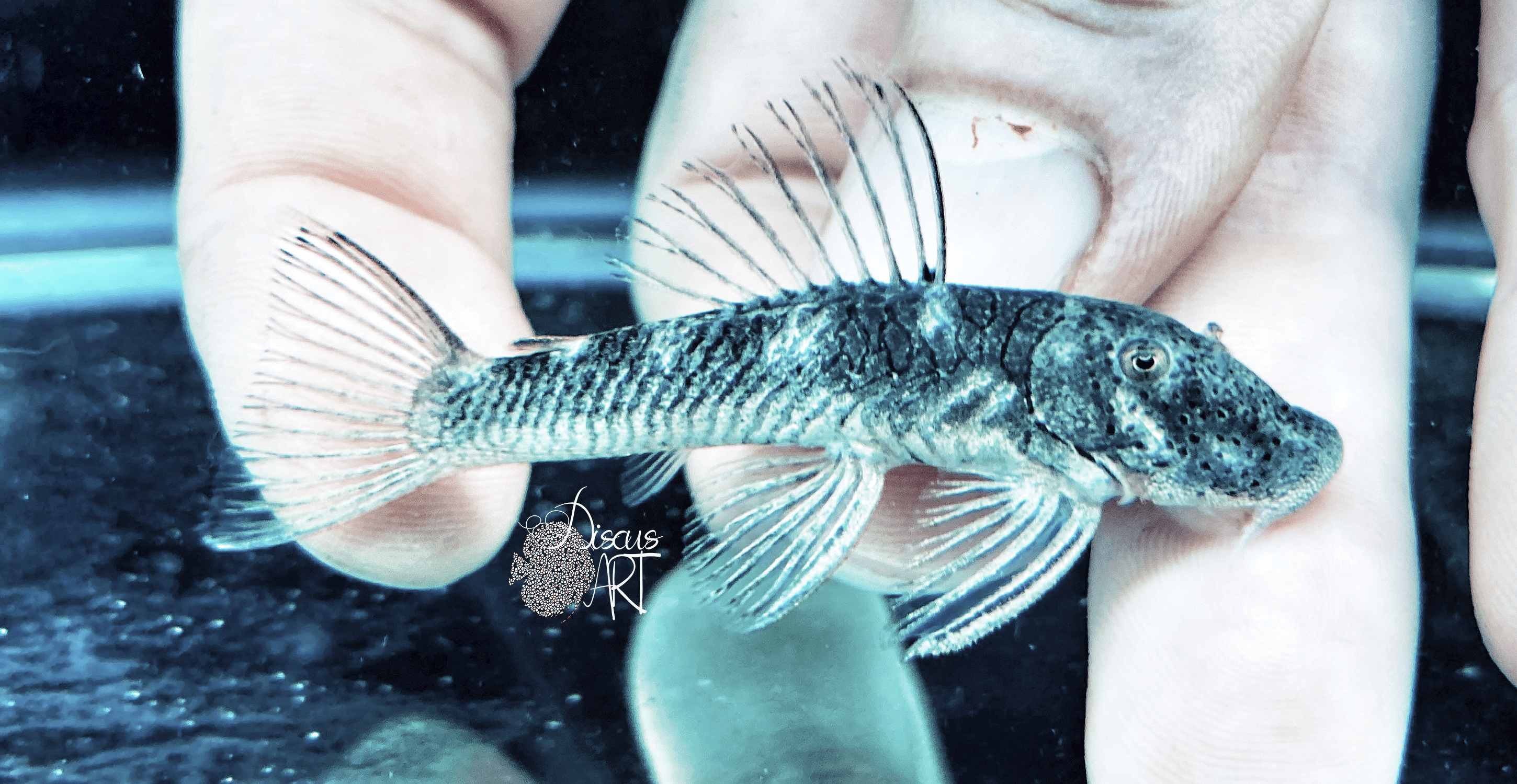 thomsoni Chaetostoma Thomsoni WF - DiscusArt