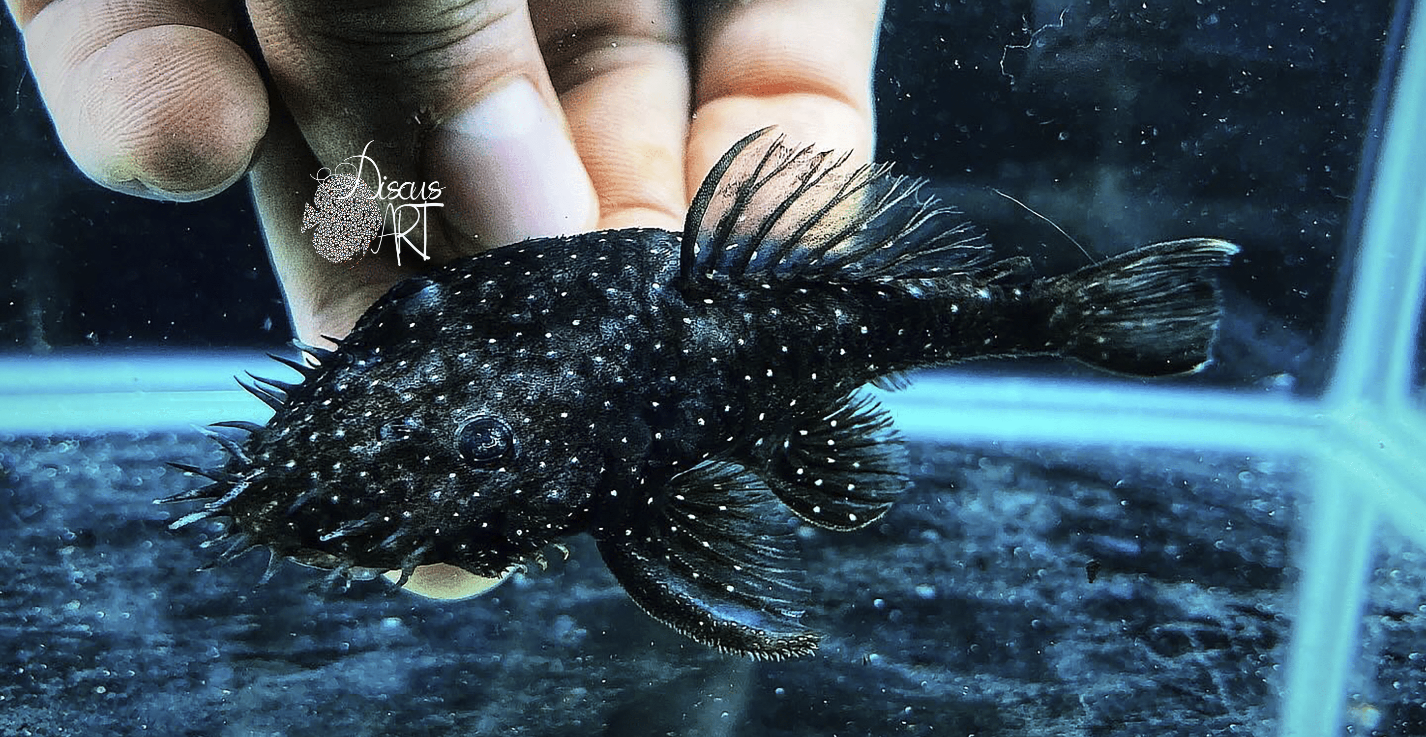 L255 Ancistrus Spotted Medusa - DiscusArt