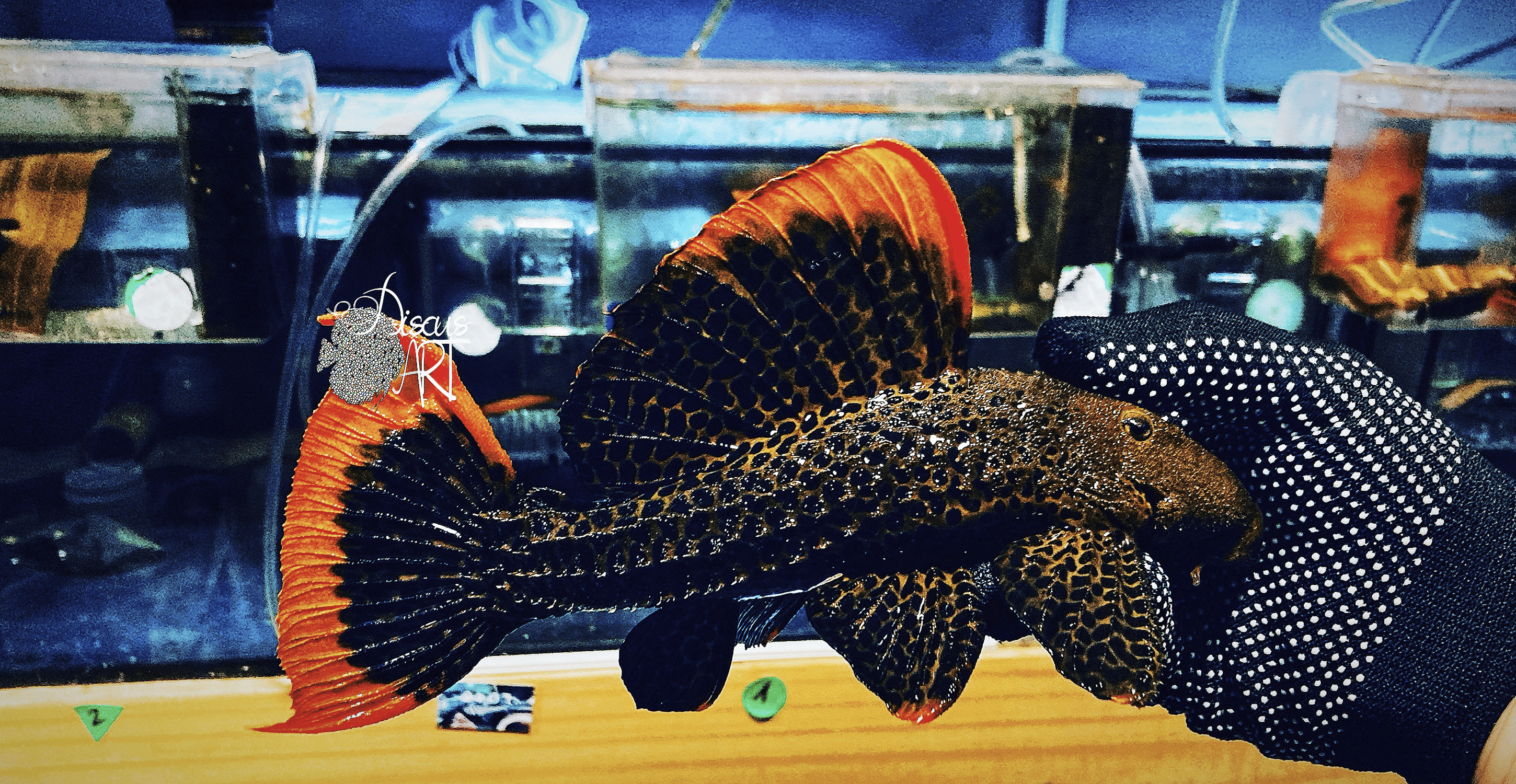 Pseudacanthicus L600 Leopardus - DiscusArt