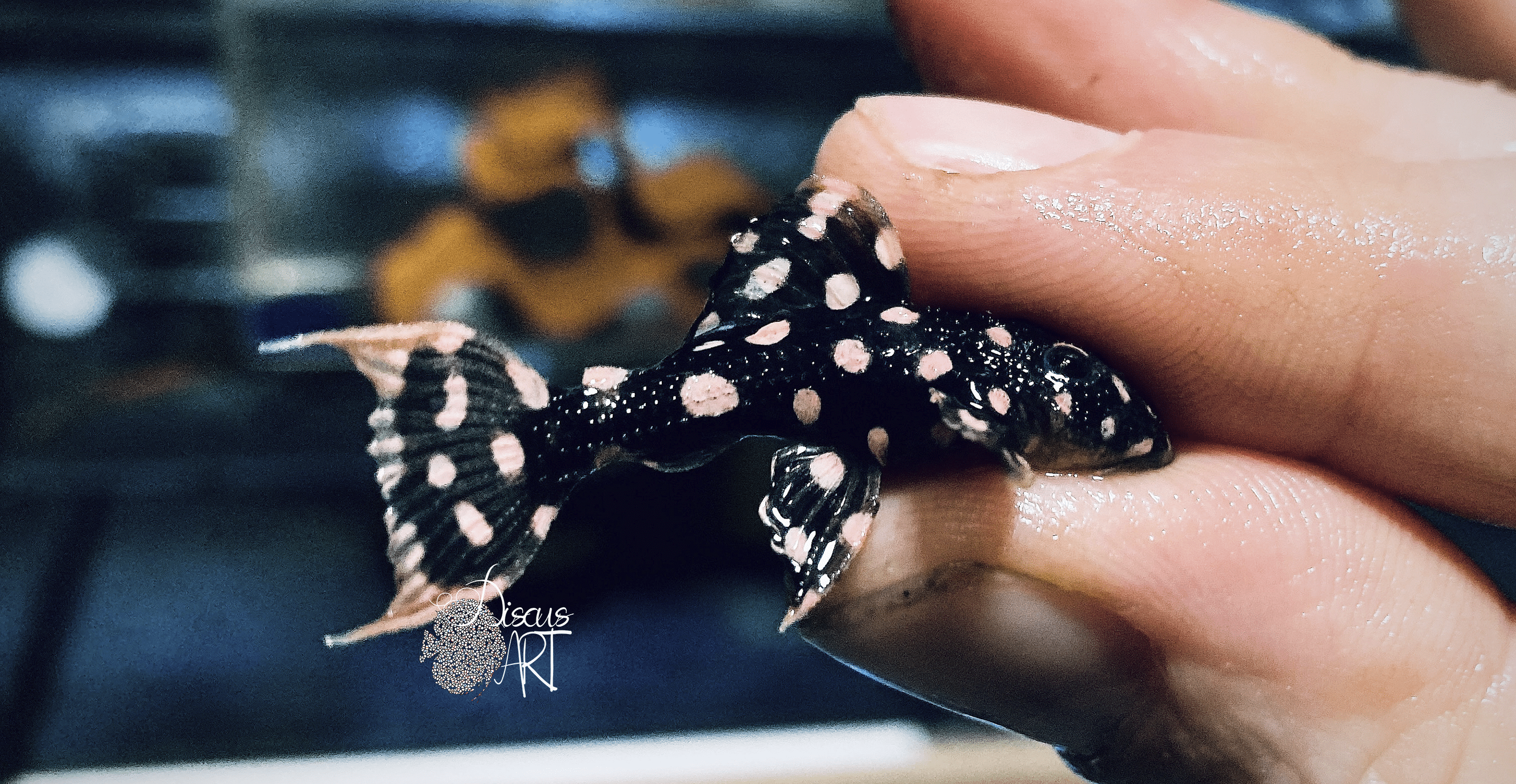 lda105 Pseudacanthicus sp. Typhoon LDA105 - DiscusArt