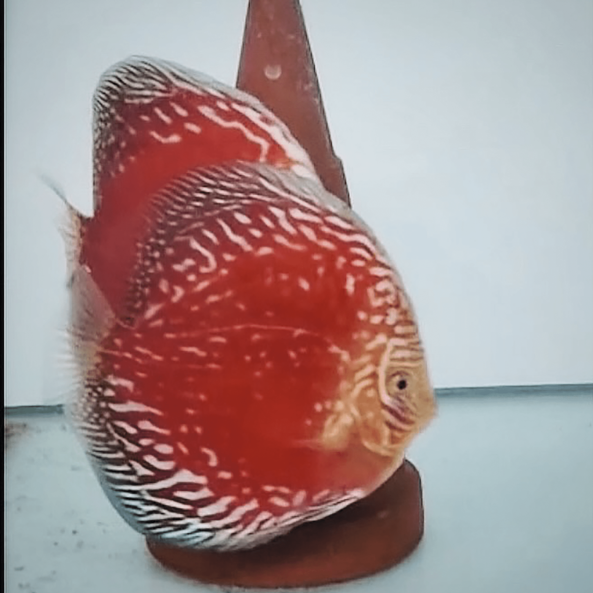 Red Moonstone - DiscusArt