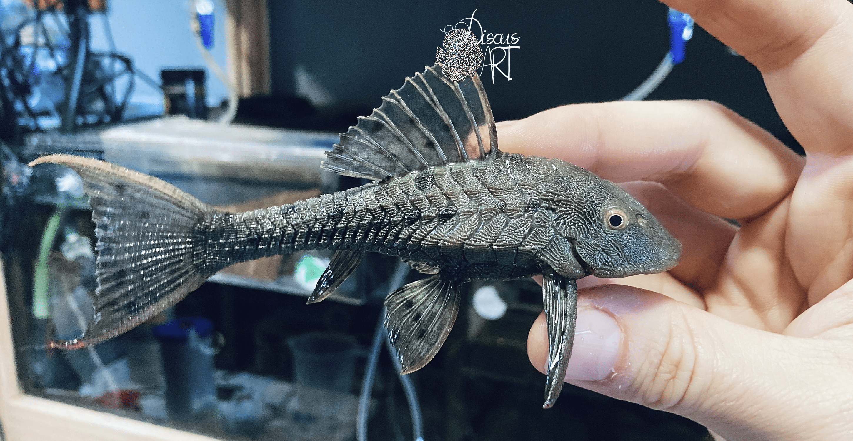 l152 L152 Pseudorinelepis sp. - DiscusArt