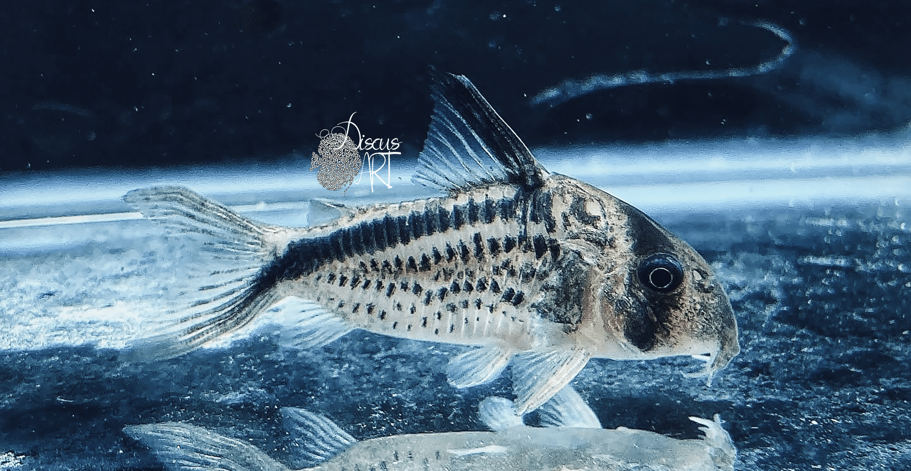 Corydora Loxozonus WF - DiscusArt