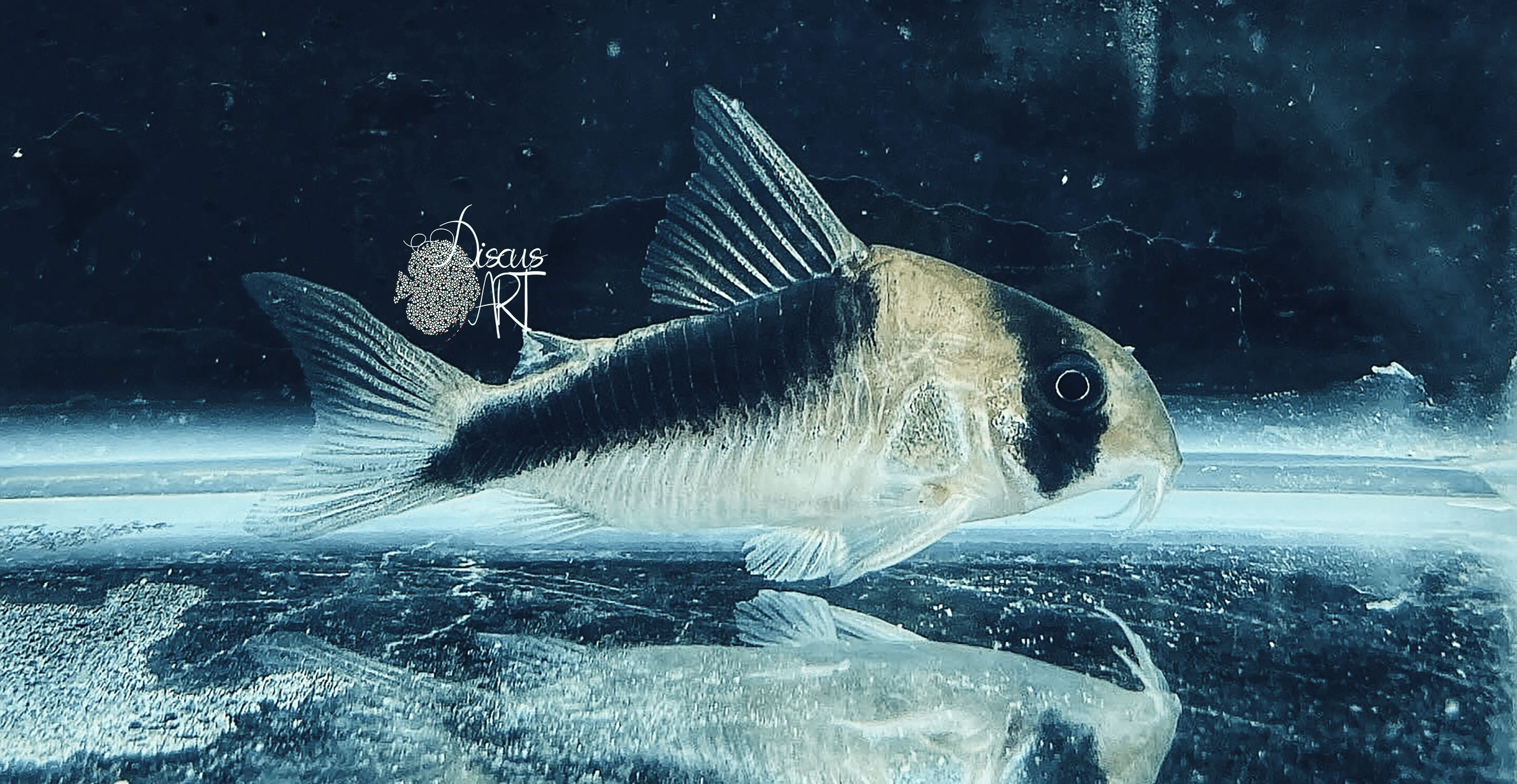Corydora C084 Mega Metae WF - DiscusArt