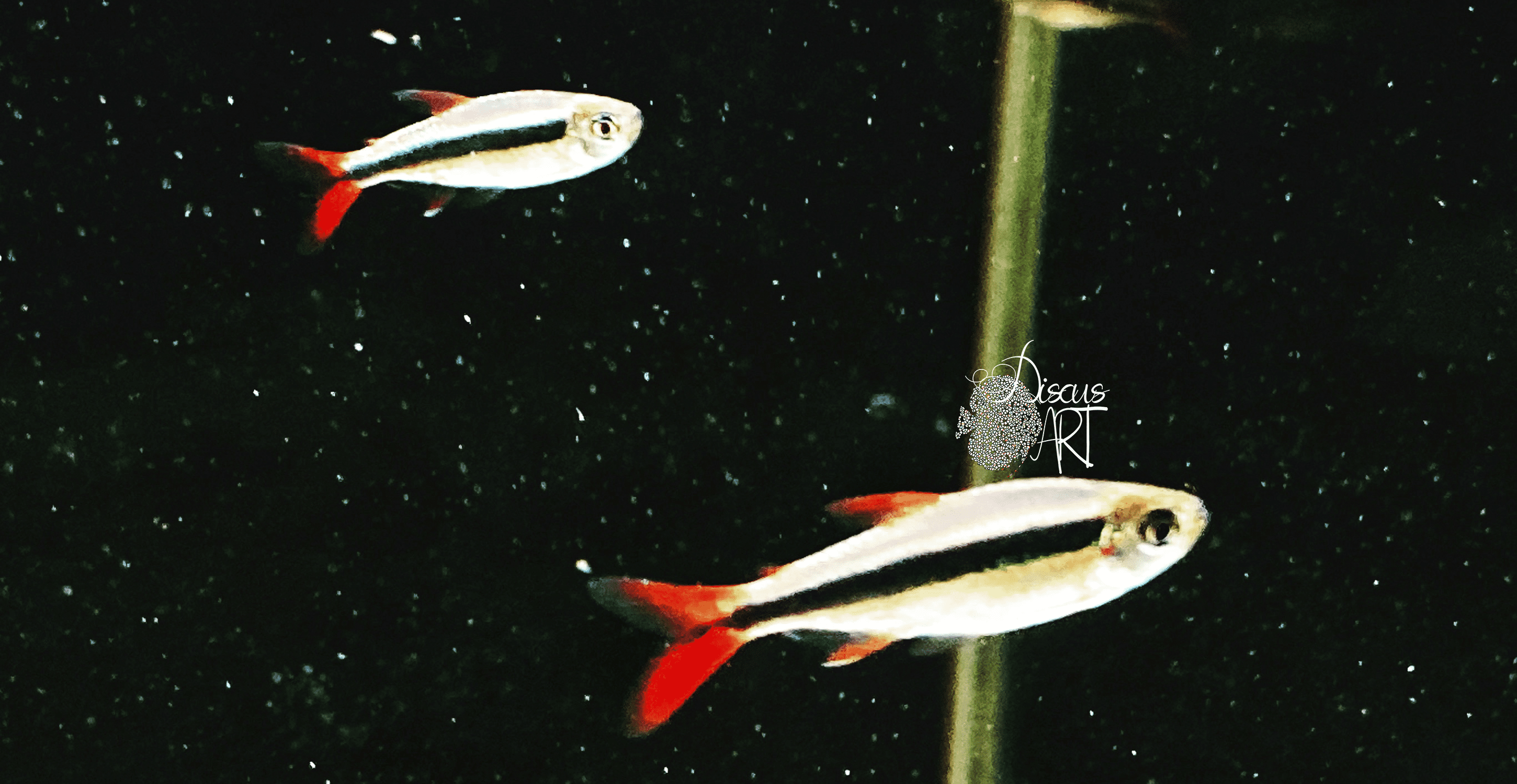 Thayeria boehlkei Red tail WF  - DiscusArt