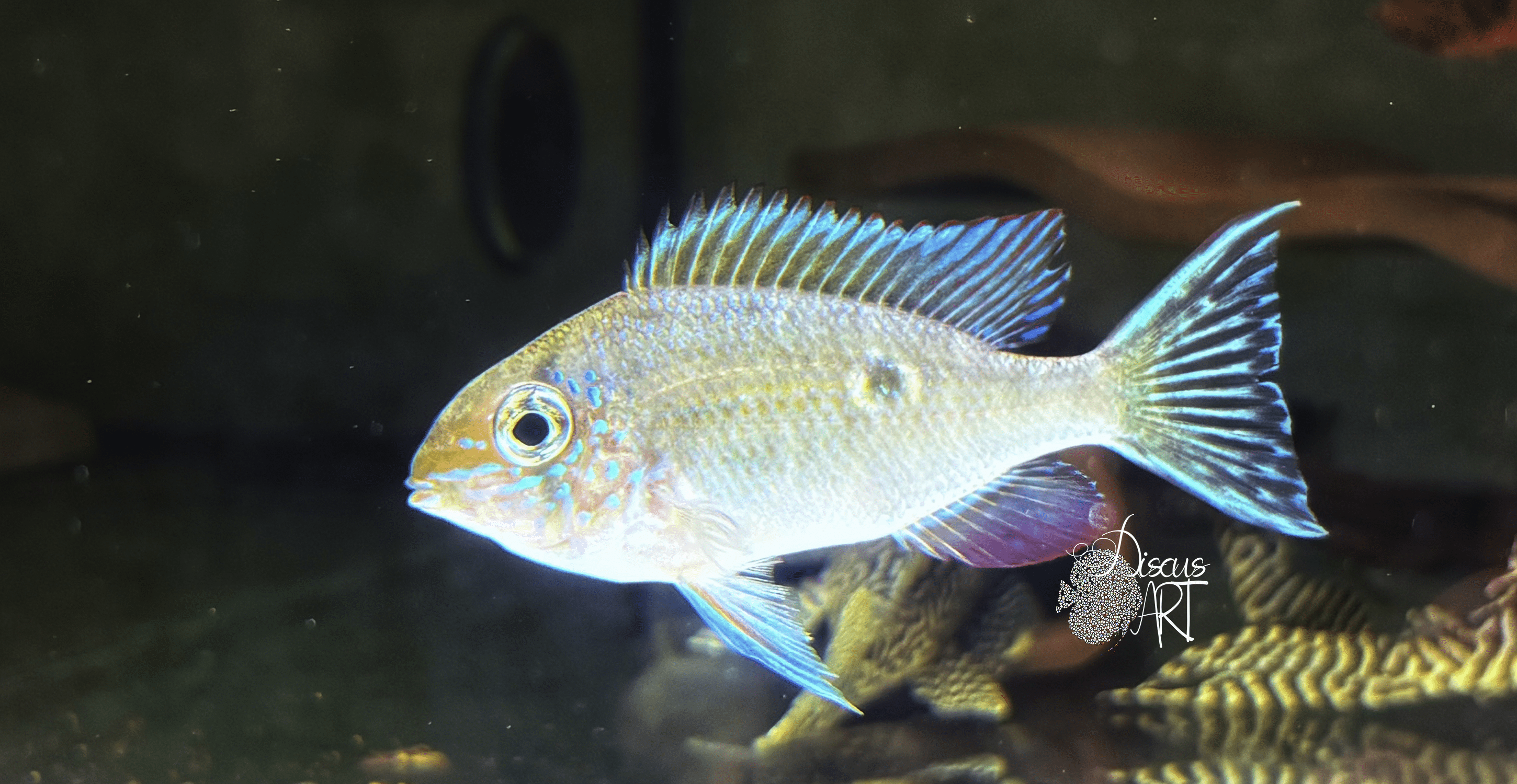 wavrinib Biotodoma Wavrini WF - DiscusArt