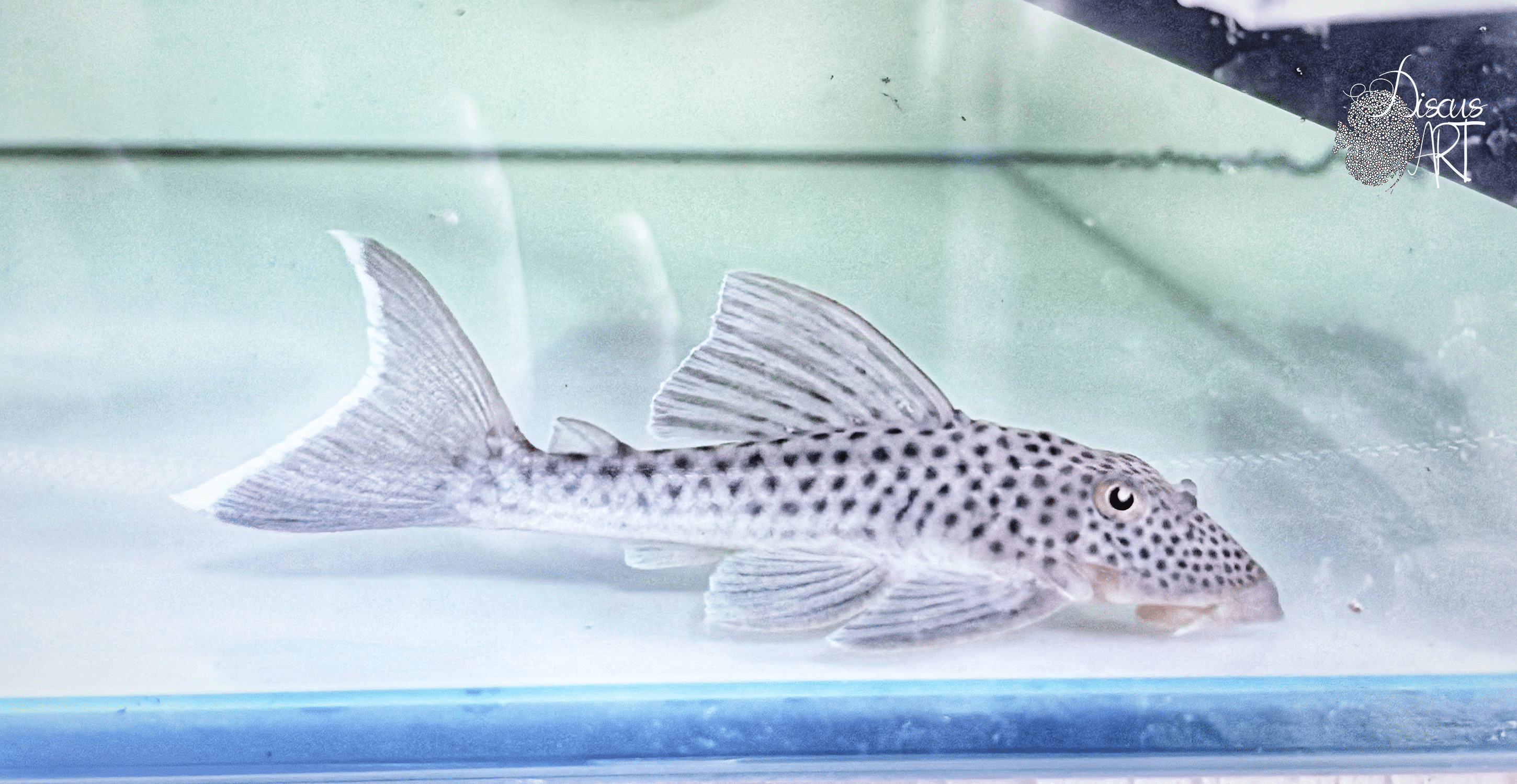 l141 2 Hemiancistrus Snethlageae L141 WF - DiscusArt