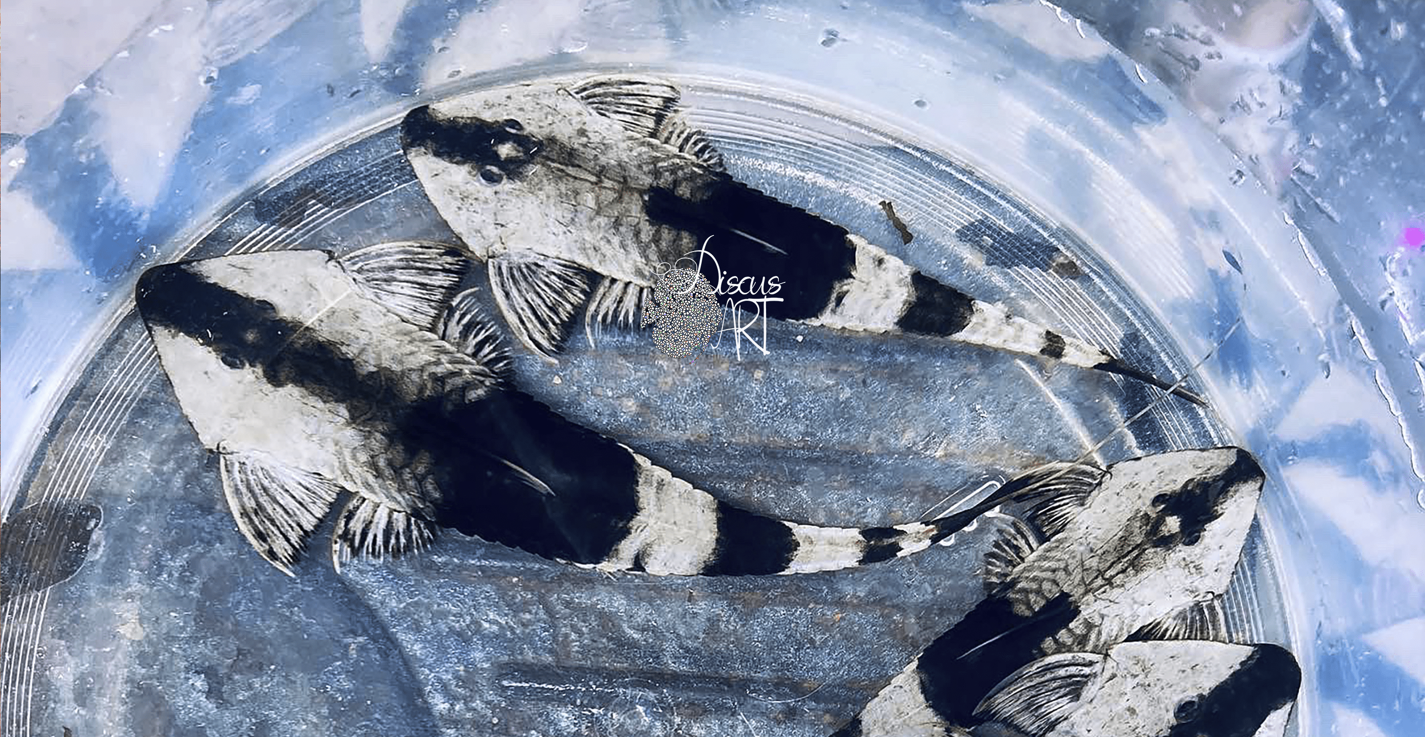 Pseudohemiodon Apithanos White Perú - DiscusArt