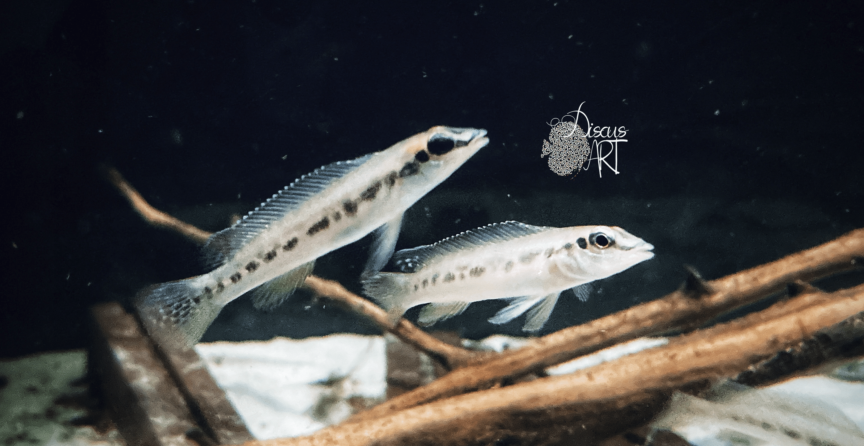 Teleocichla Preta - DiscusArt