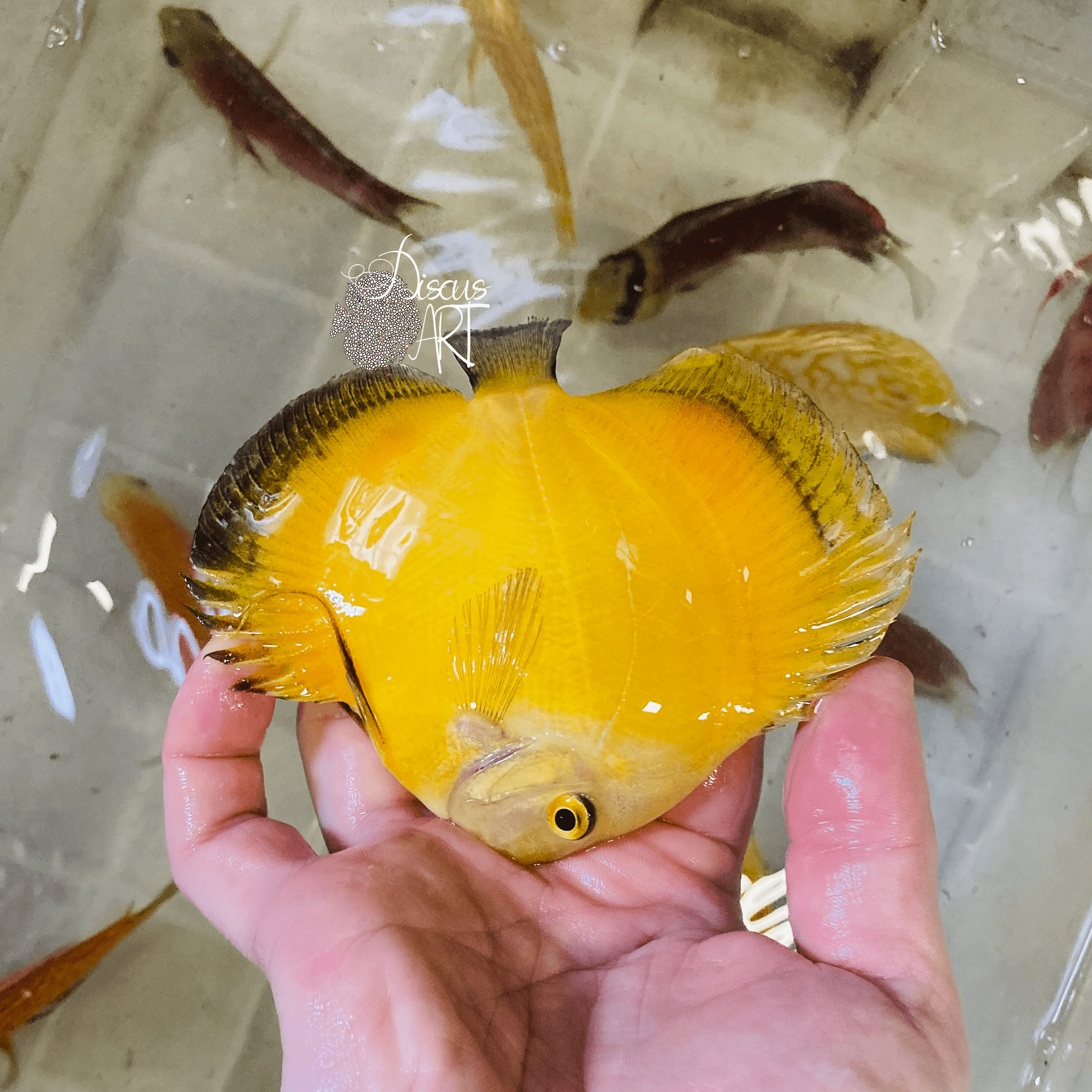 yelow lemon Yelow Lemon - DiscusArt