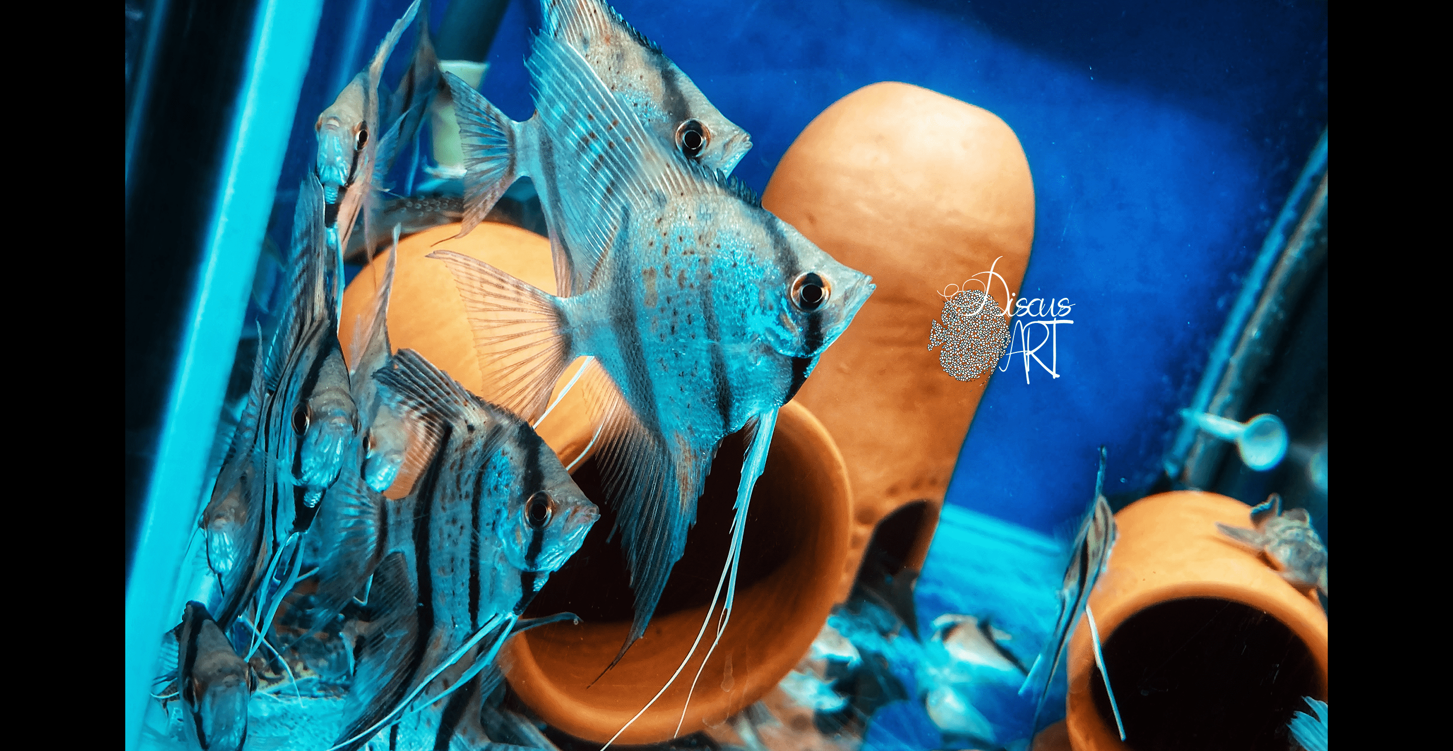 pt peru by Pterophyllum cf. Scalare Peruensis Blue/Yelow - DiscusArt