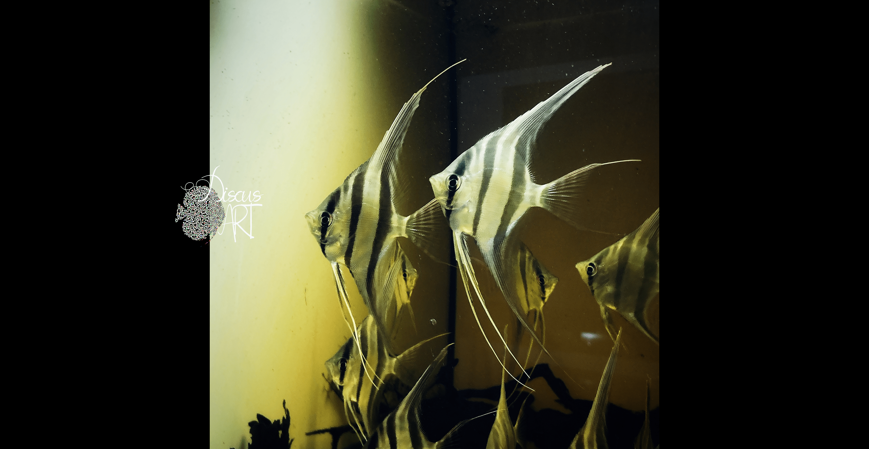 Pterophyllum Altum Orinoco WILD - DiscusArt