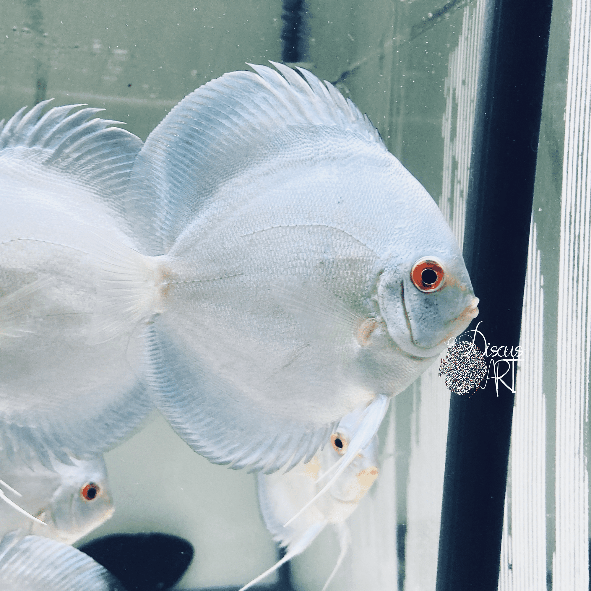 platinum blue Platinum Blue - DiscusArt