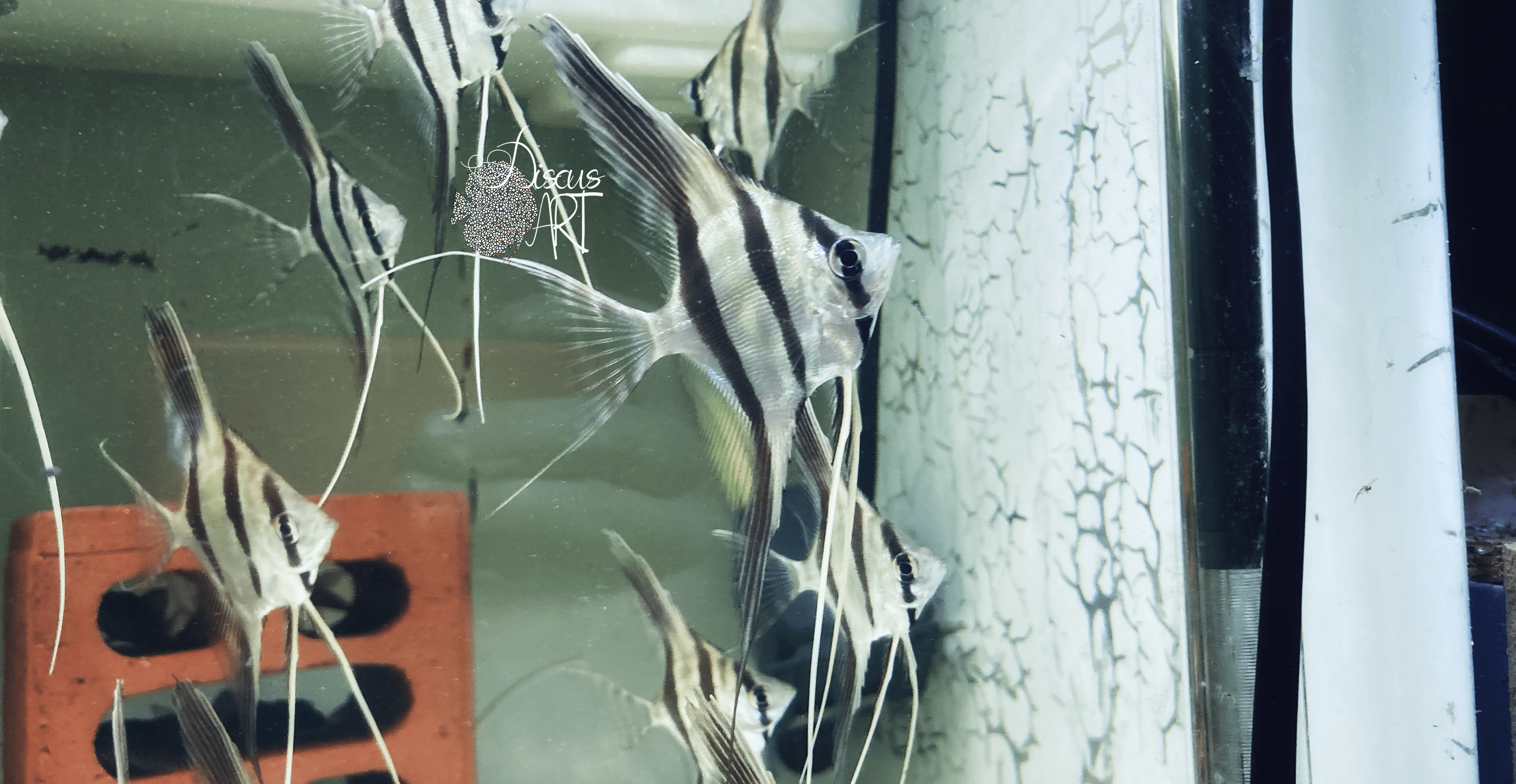 Pterophyllum Altum Pasimoni - DiscusArt