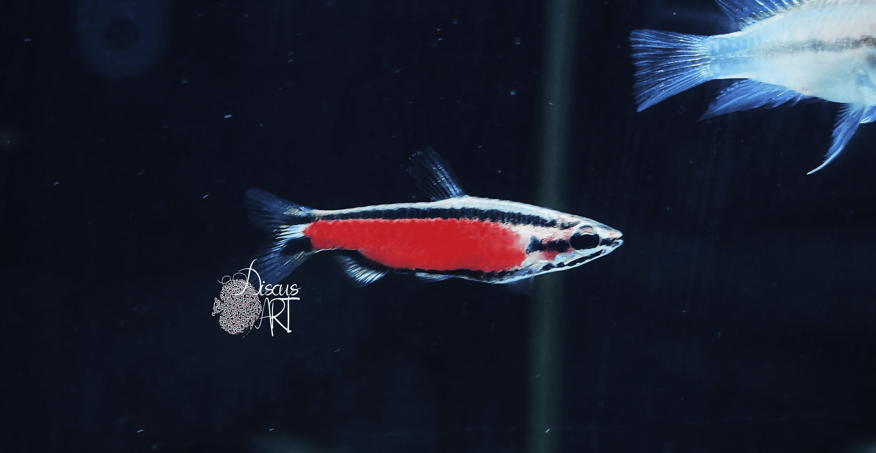nano cenepa Nannostomus Super Red Cenepa - DiscusArt