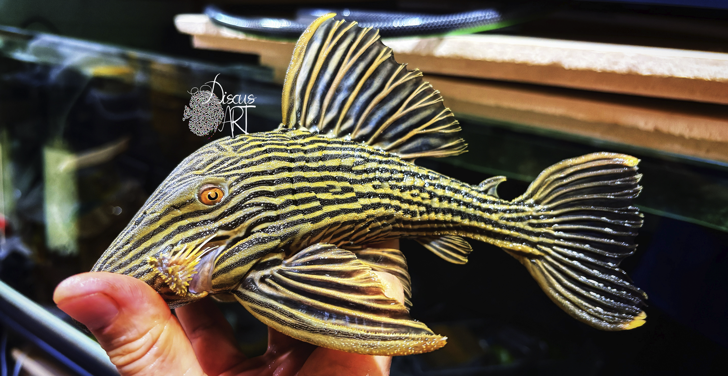 L027 Panaque aff. Ambrusteri "GoldLine Araguaia" - DiscusArt