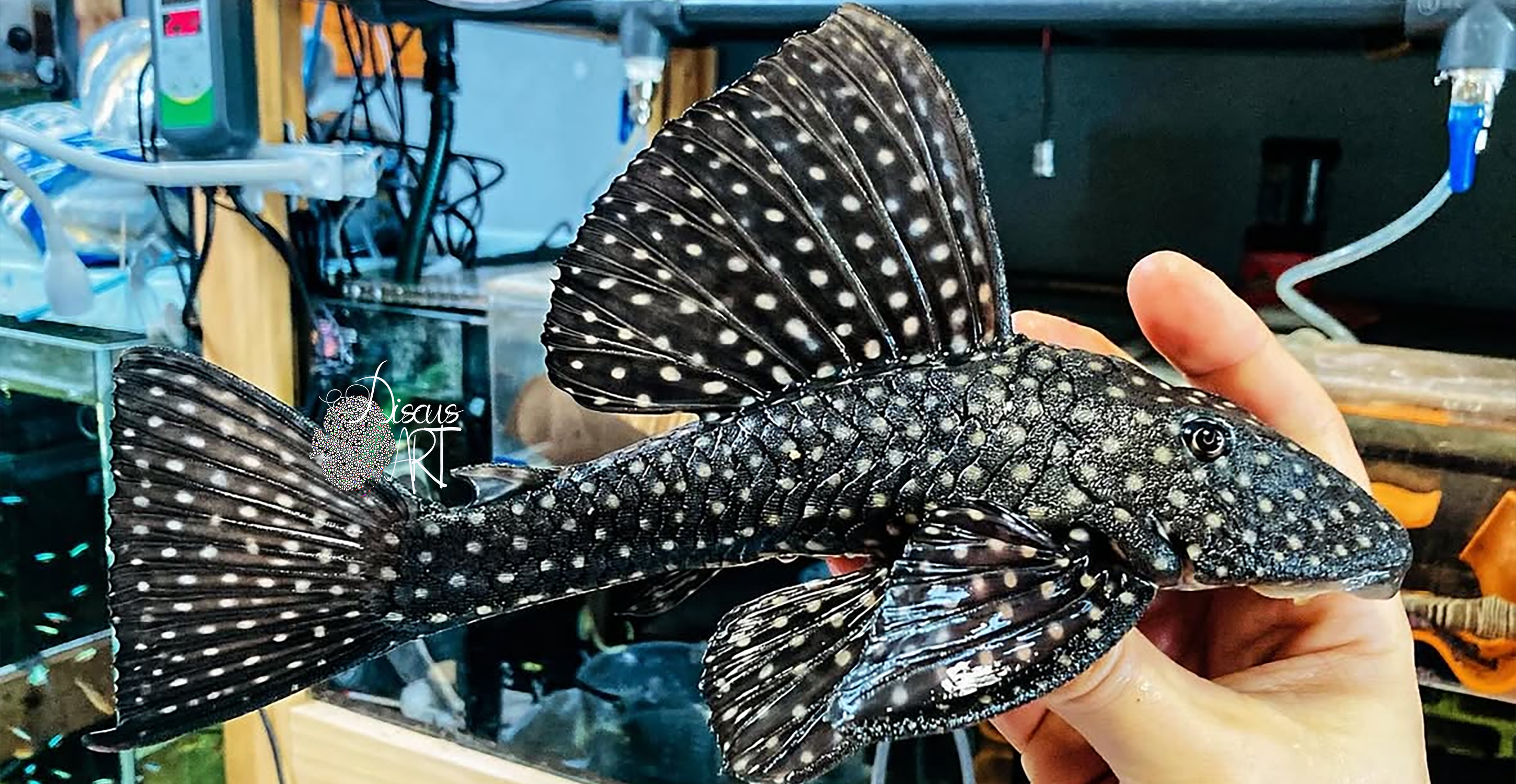 Hypostomus Roseopunctatus - DiscusArt