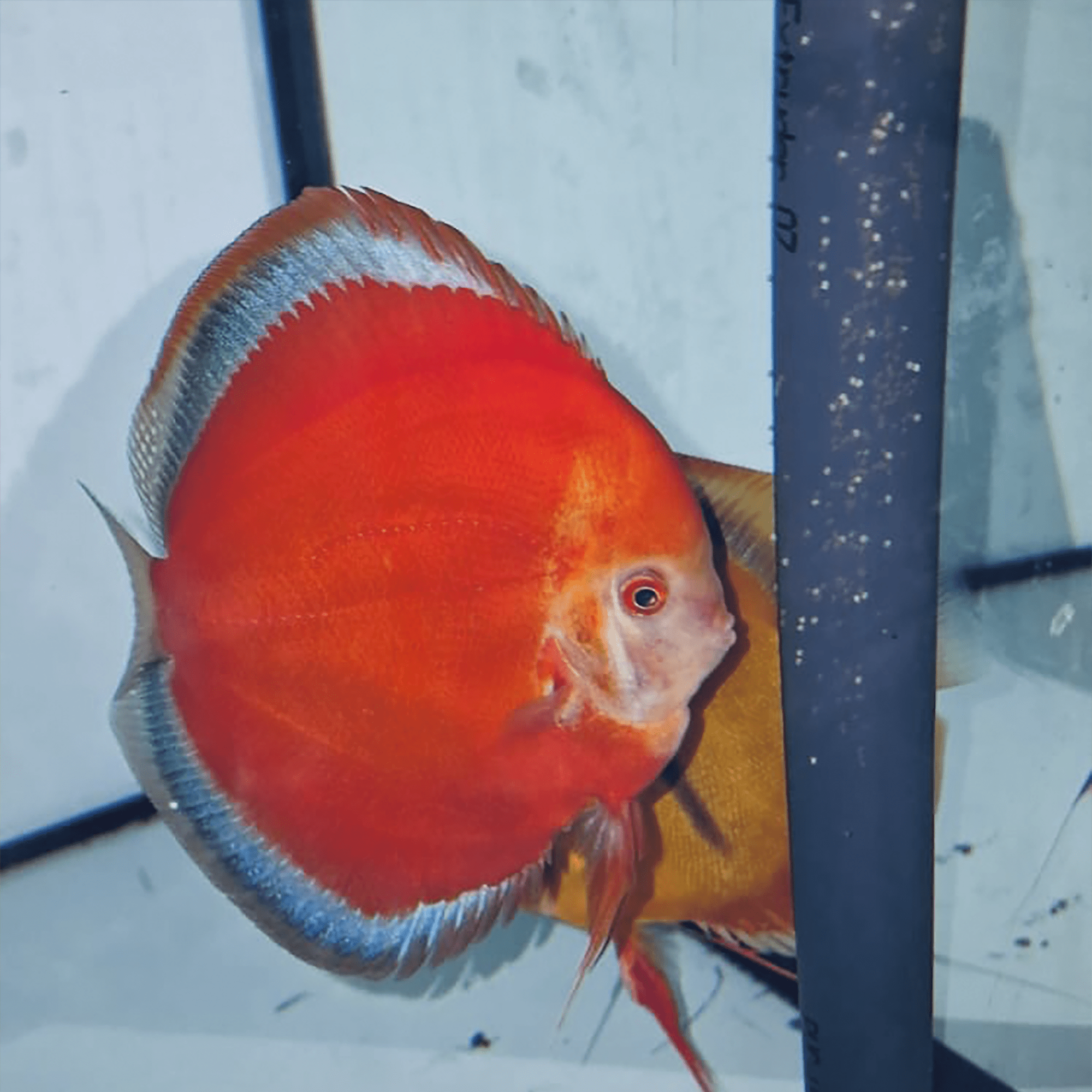 Red Cover Blue Rim - DiscusArt